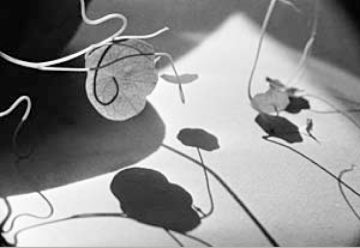 Leaves and Shadows, Vienna 1946
