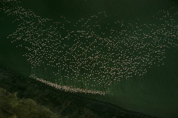 Aerial Flamingos, Kenya 1970