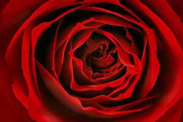 Red Rose 1970