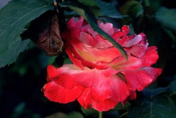 Wilting Rose, New York Botanical Gardens 1983
